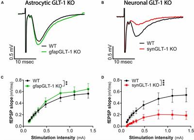 Neuronal Loss of the Glutamate Transporter GLT-1 Promotes Excitotoxic Injury in the Hippocampus